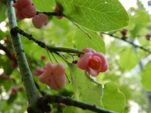 image093